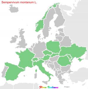 Sempervivum montanum L.